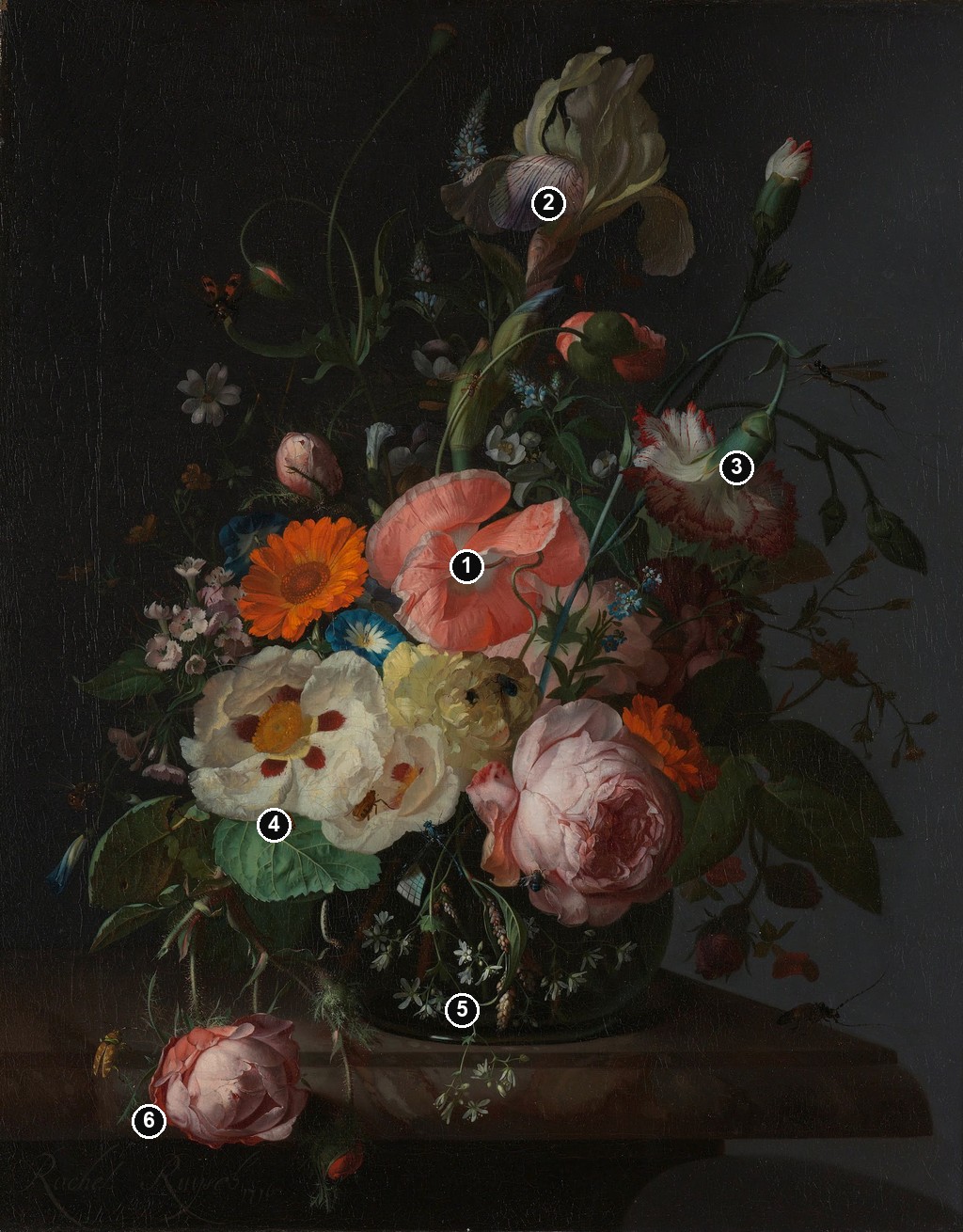 Annotated details from Still Life with Flowers on a Marble Tabletop by Rachel Ruysch